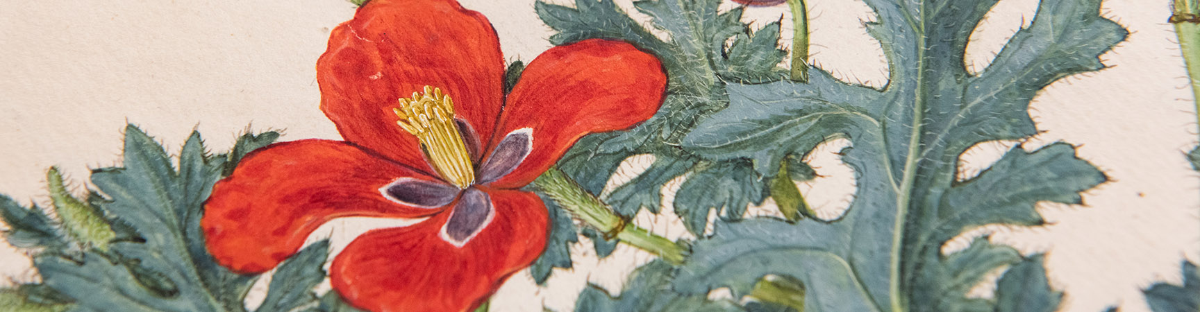 A detail of a painted flower - with red petals and a green stem